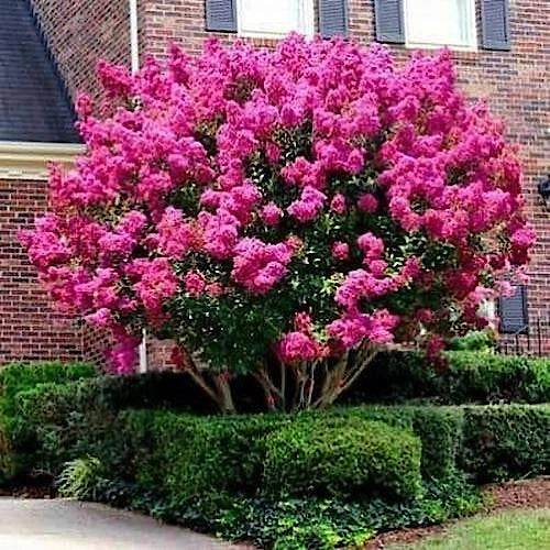Crape Myrtle Tree Seeds - Fast Lilac Flower Plant - Lagerstroemia Indica