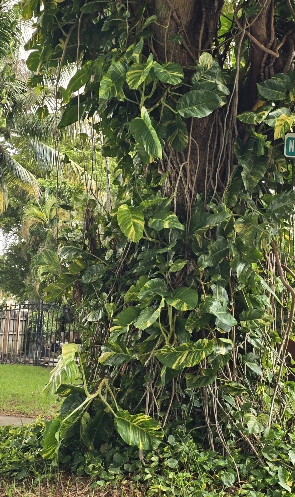 Giant Variegated Golden Pothos Cuttings - 3 Node Hawaiian - Epipremnum aureum