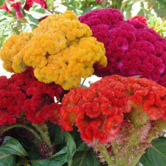 Cristata Mix Celosia Seeds | Non-GMO Flower Seeds | Colorful Celosia Varieties | Celosia argentea