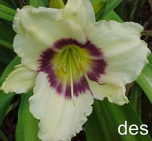 Daylily Plants - 3 Pack - Pandora's Box - Ivory with Purple Eye - Hemerocallis
