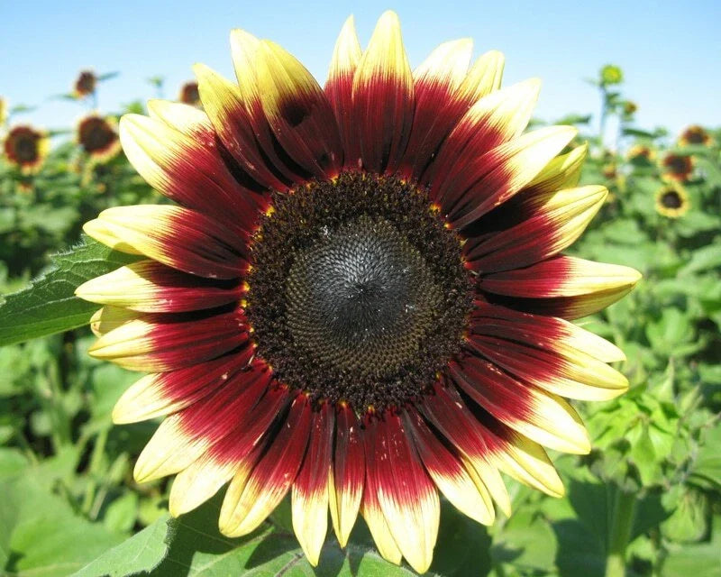 Sunflower Seed - Pro Cut Red Lemon - Fresh Seeds - Helianthus annuus