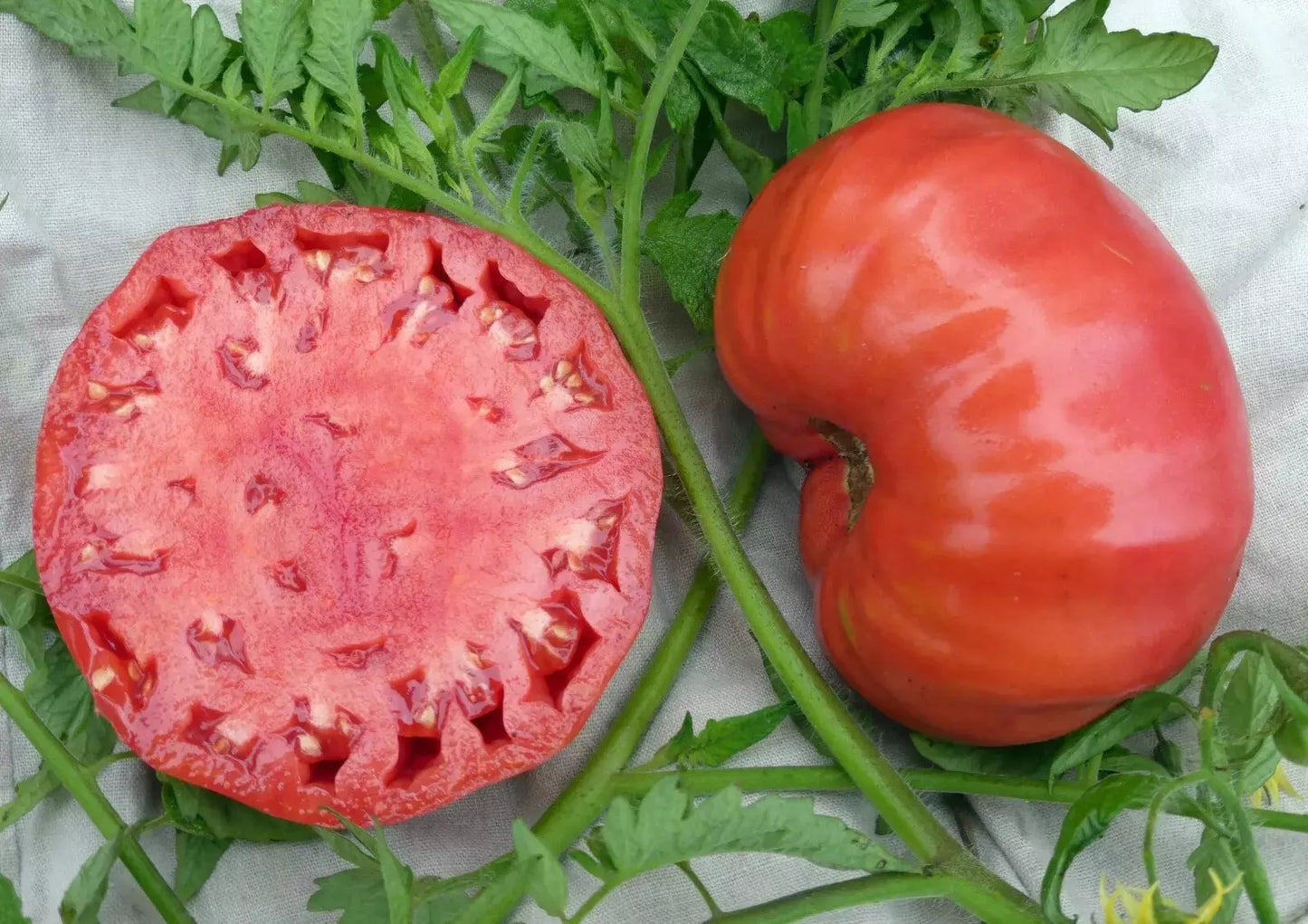 Mortgage Lifter Tomato Seeds - 10+ Heirloom Organic Non-GMO Seeds - Perfect for Home Gardening