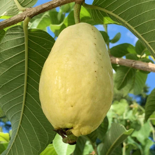 Egyptian Yellow Guava Seeds - 50+ Pack for Garden Planting - Psidium guajava - USA, Fast Shipping