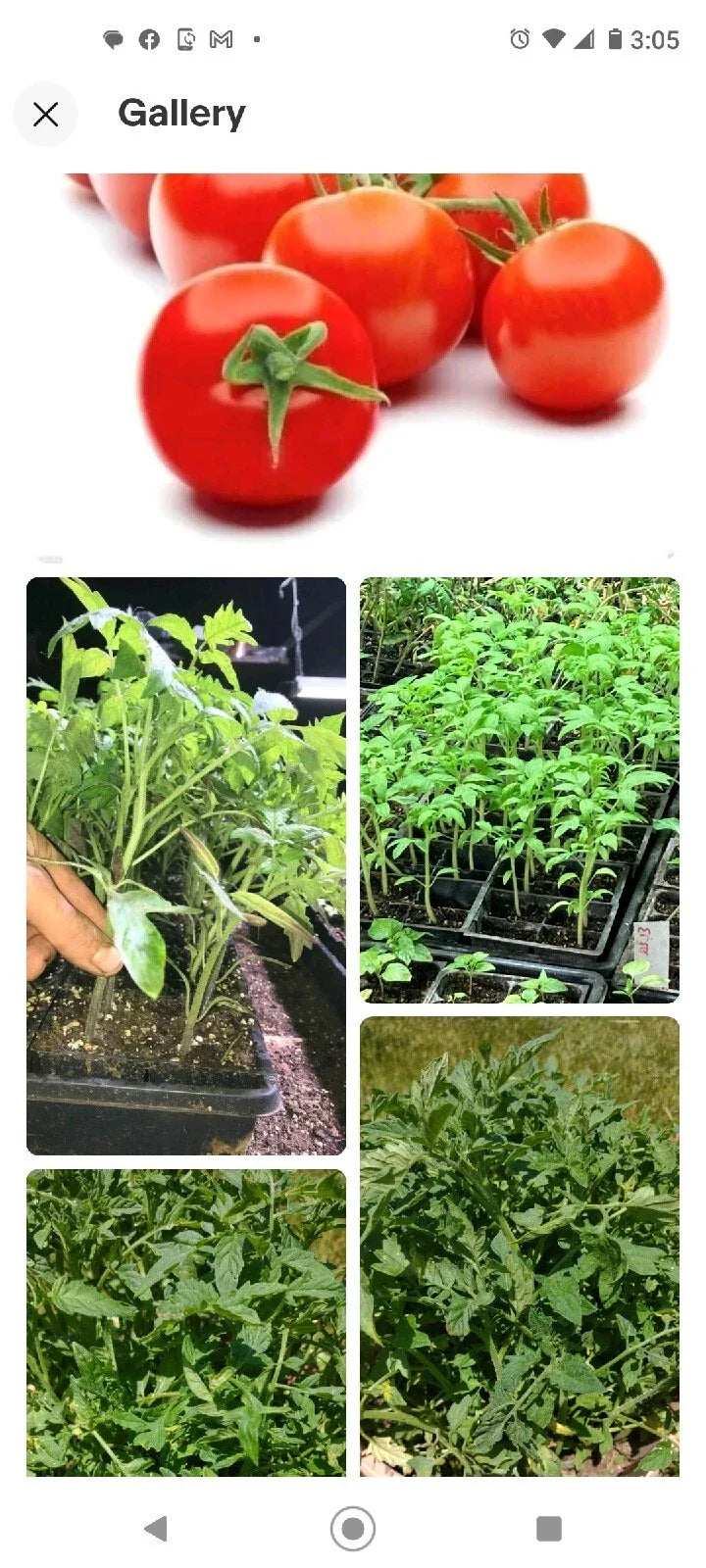 Tomato Seeds Campari 50 Organic Non-GMO Heirloom Vegetable Solanum lycopersicum