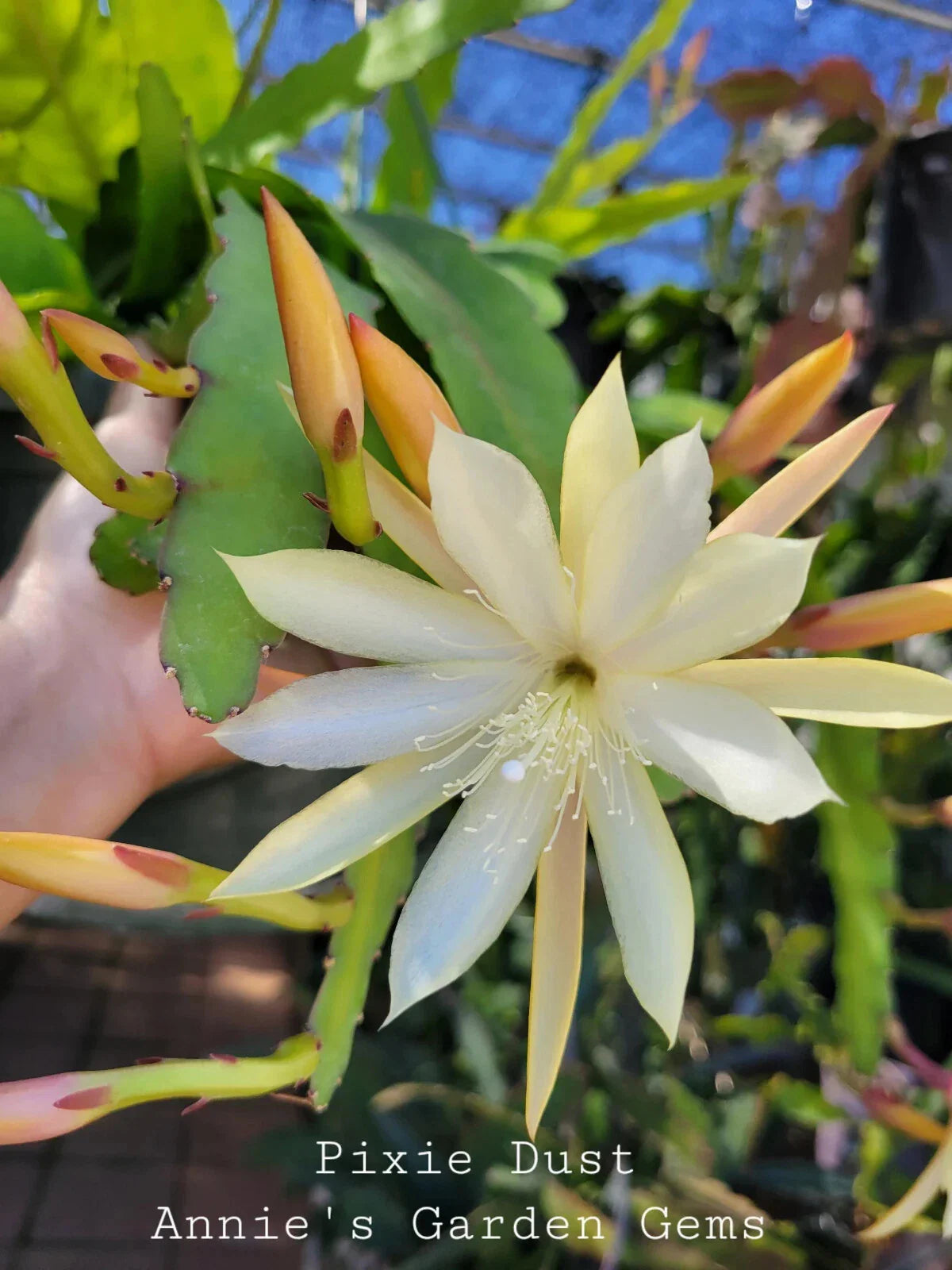 Epiphyllum Cuttings - 8 to 10 Inches - Pixie Dust Variety - Epiphyllum spp. Unrooted Succulent Plant Cuttings