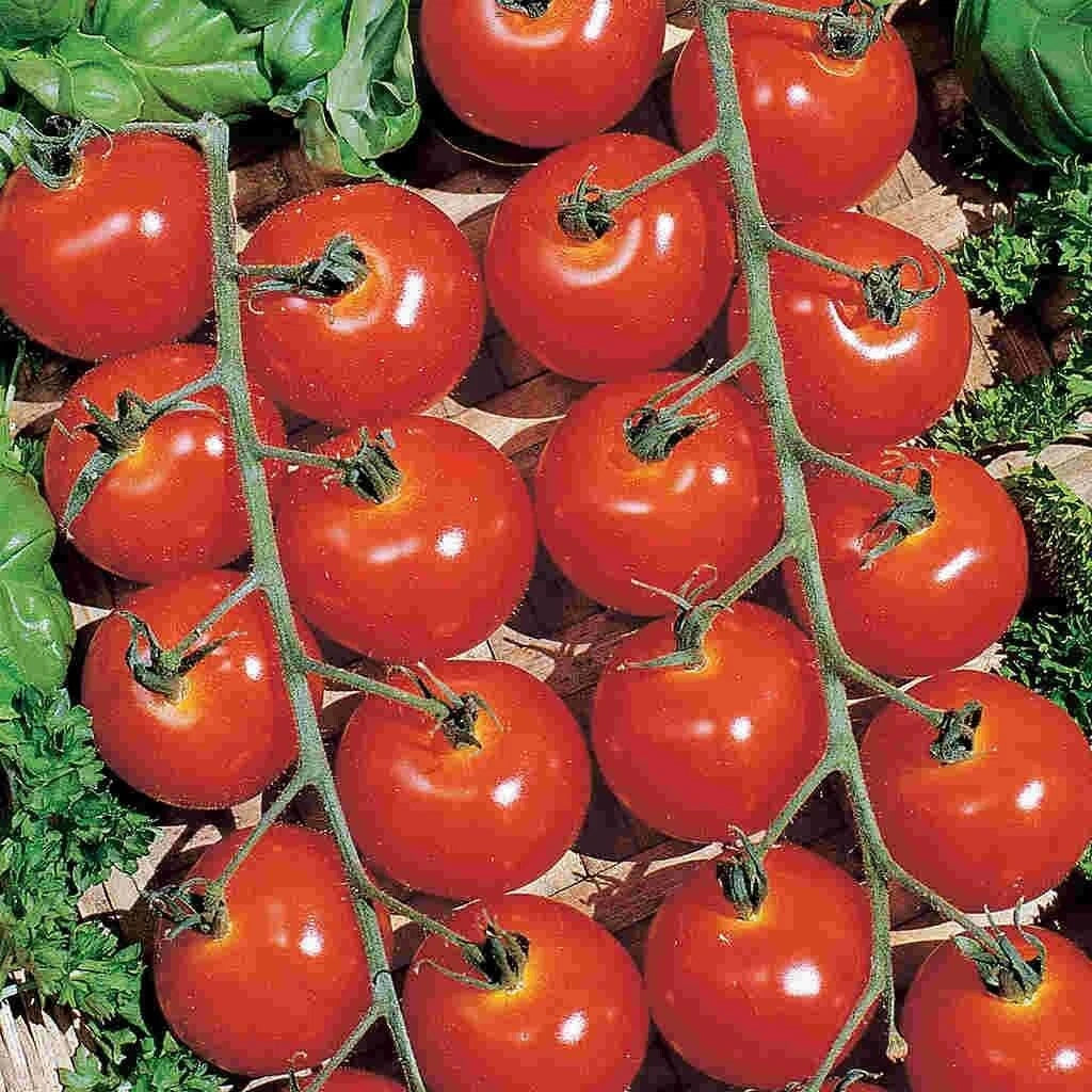 Sweetie Cherry Tomato Seeds - 30+ NON-GMO Heirloom Organic - Fresh Gardening Seeds - Solanum lycopersicum