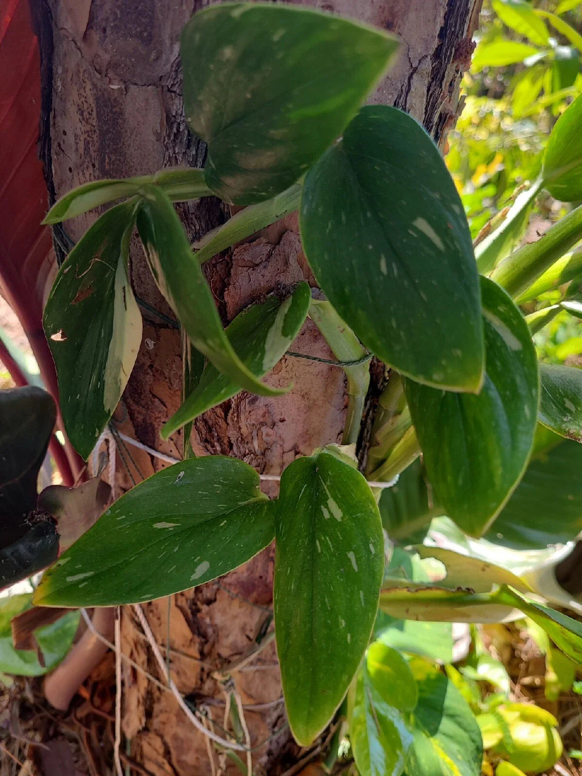 Monstera Standleyana Variegated Cutting - Cobra 1 Node Fresh Plant Propagation