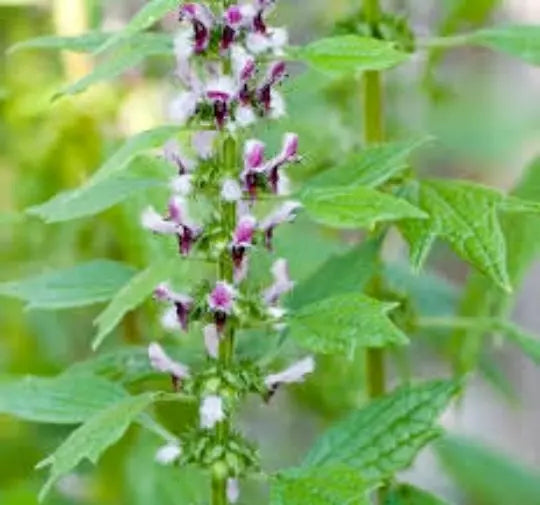 Motherwort Seeds, 100 Count, Leonurus Cardiaca, Medicinal Herb, TCM - Qing Hao for Herbal Remedies