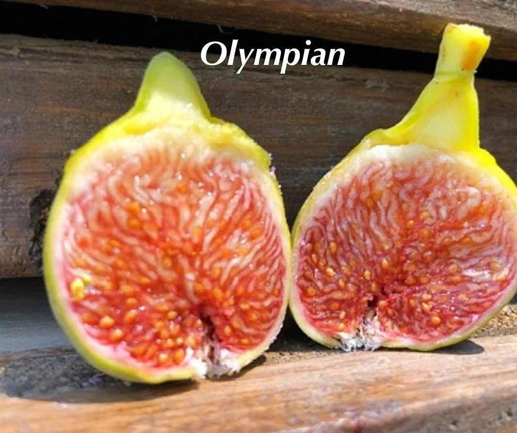 Olympian Fig Tree Plant Starter - Ficus carica Live Bare Root Fruit Plant