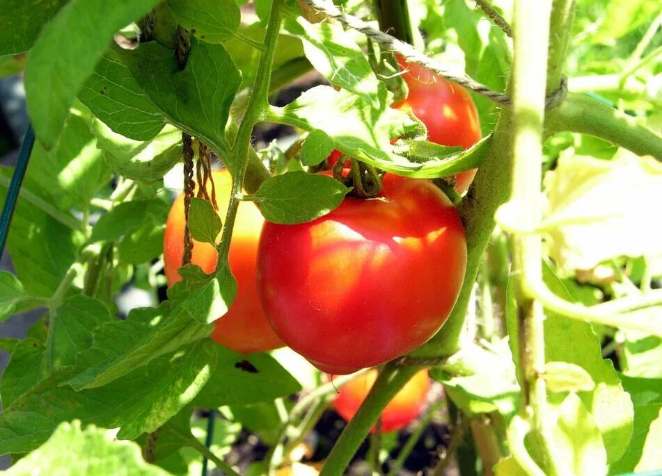 Creole Tomato Seeds - Heirloom, Heat Tolerant, Gulf Region, NON-GMO, 100% Natural