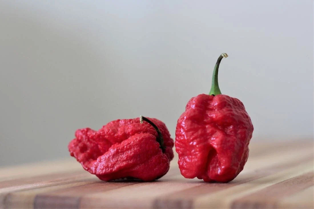 Super-Hot 7 Pot Red Brain Strain Pepper Seeds - 15 Premium Seeds - Capsicum chinense