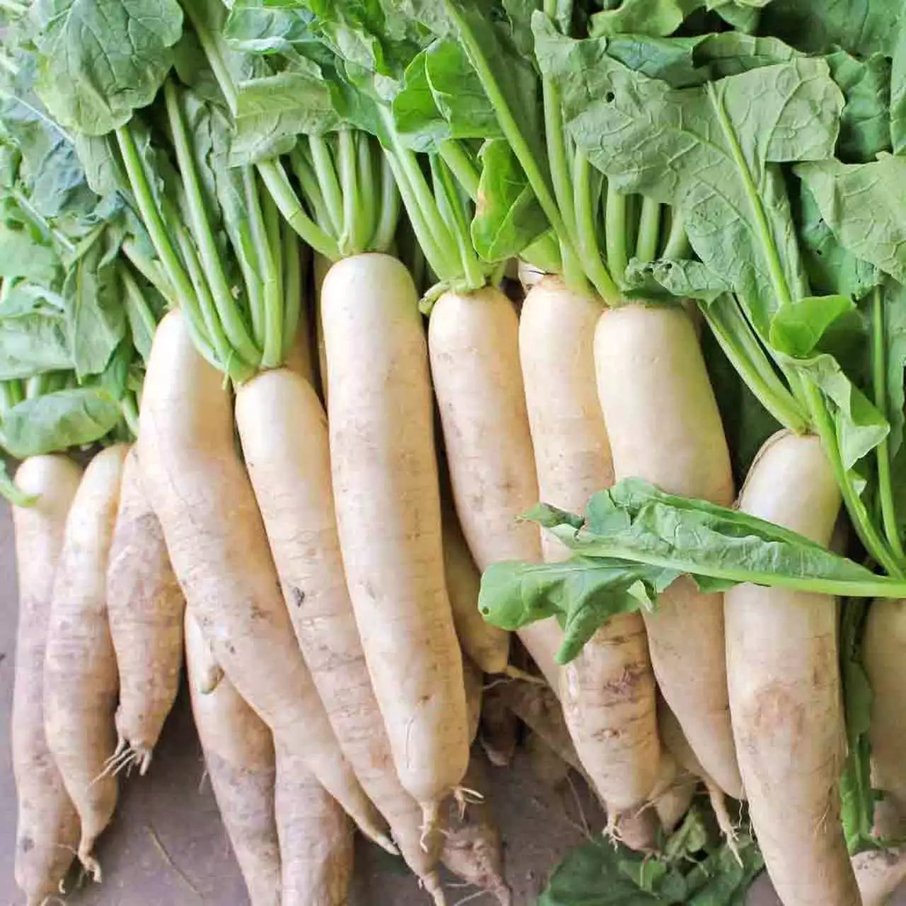 Daikon Radish Seeds 5 LB - Extremely Large Radish for Deer Food Plot - Raphanus sativus
