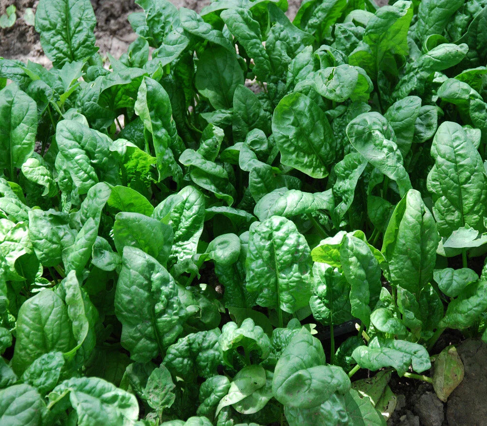 Giant Noble Spinach Seeds 100+ Count Non-GMO Vegetable Garden Seeds - USA Grown