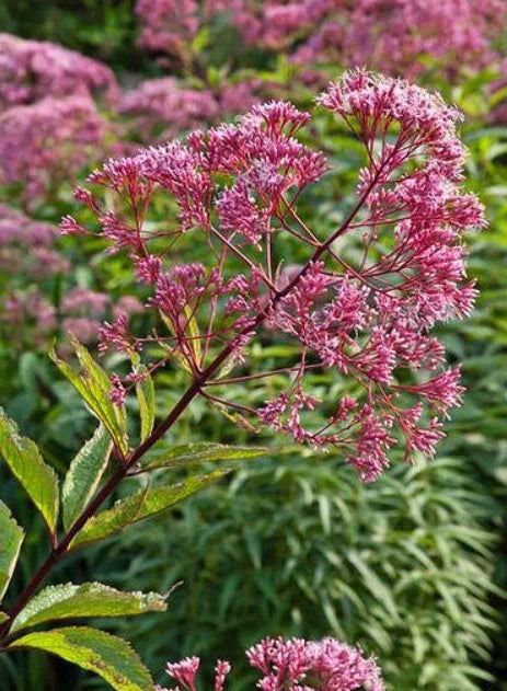 Joe Pye Weed Seeds - Spotted Perennial Plant for Fall - Attracts Pollinators & Butterflies - 300 Seeds