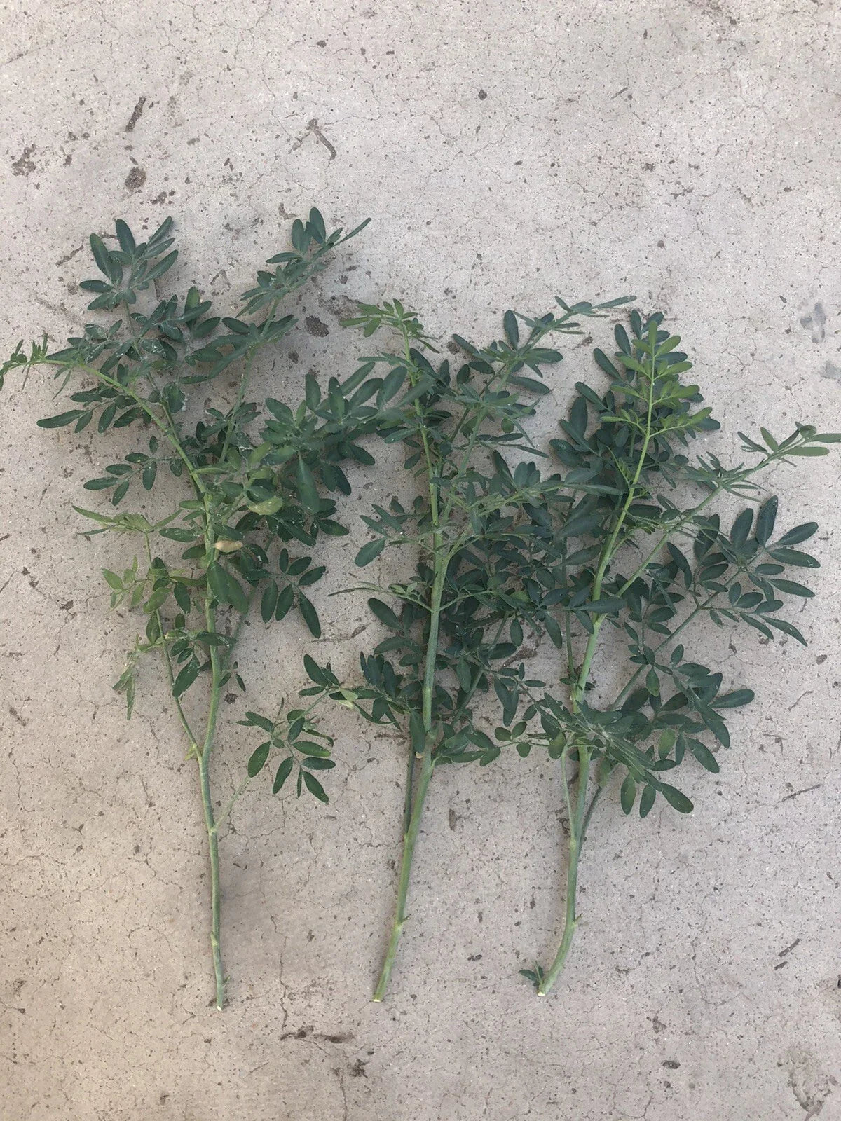 Fresh Cutting Common Rue Plant - Ruta Graveolens - Herb of Grace - Ready to Plant - Aromatic Culinary Herb