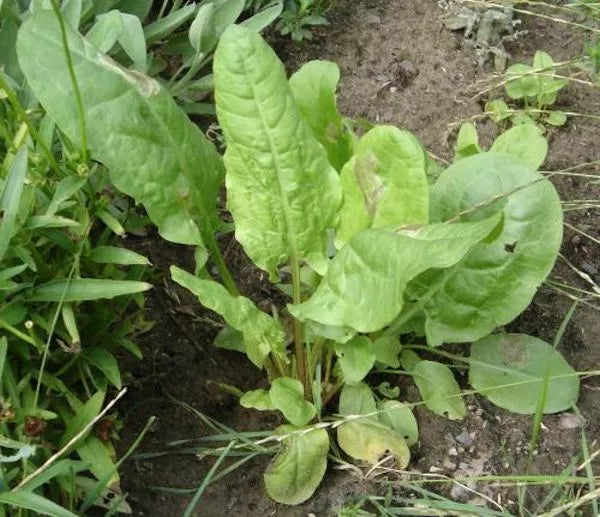 Large Leaf Sorrel Seeds 1500 Count, Non-GMO Heirloom, Organic Gardening, Rumex acetosa