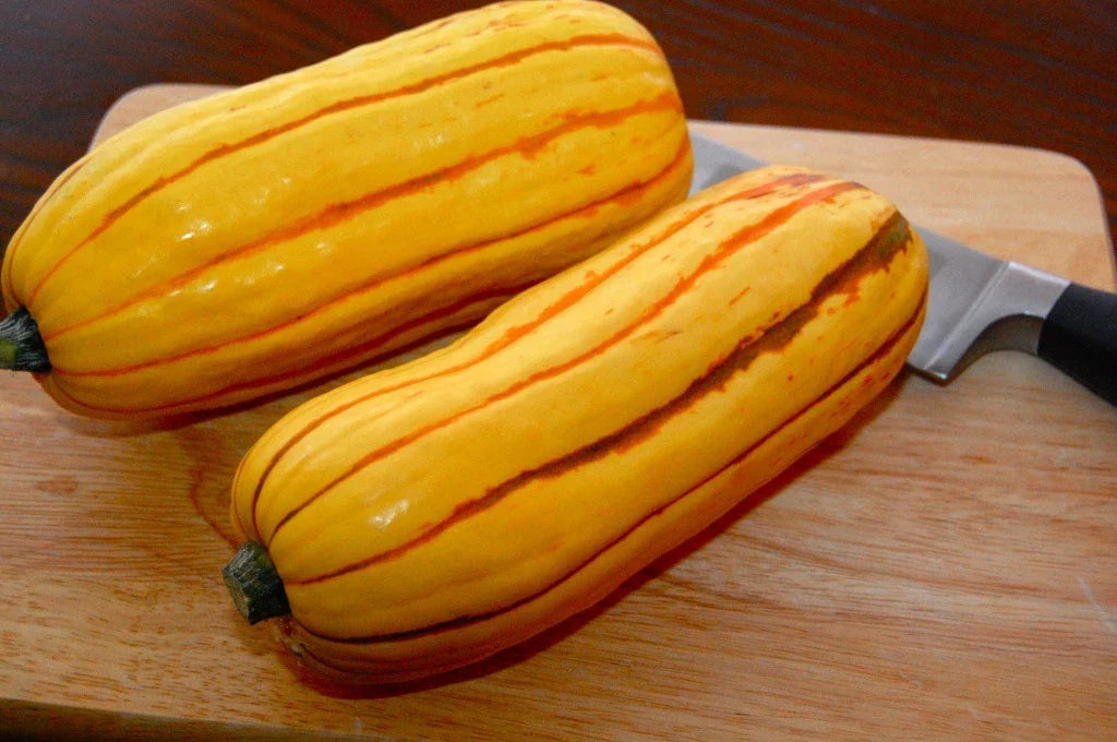 Delicata Winter Squash Seeds - Fresh Seed for Gardening - Cucurbita pepo - Non-GMO, Heirloom Variety
