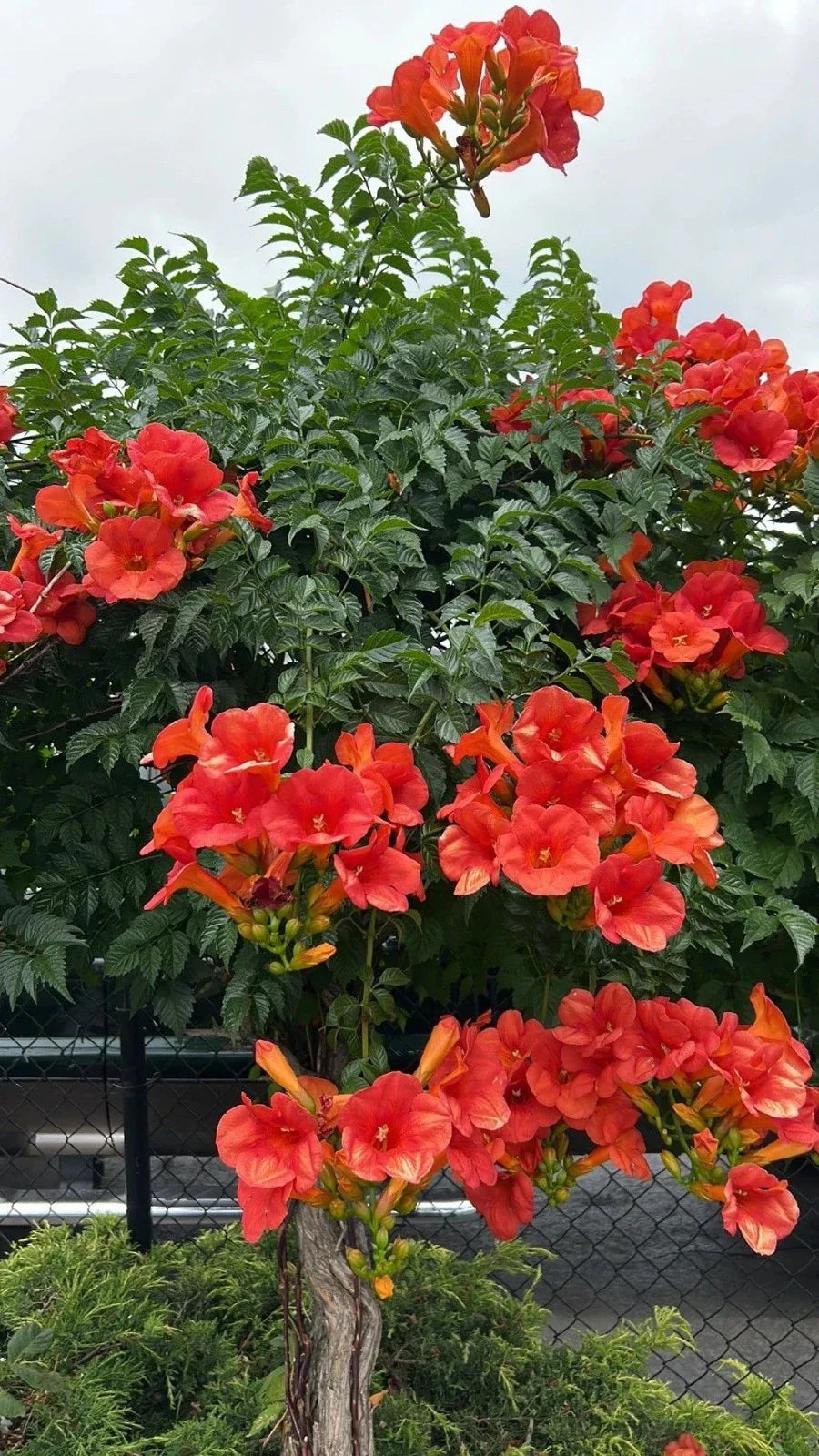 Trumpet Vine Seedlings 10-Pack Vibrant Orange Red Blooms Campsis Radicans Climbing Plant