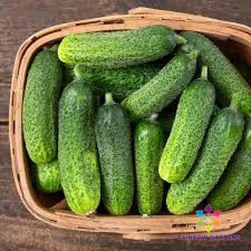 Diamante Cucumber Seeds - 25+ Pack - Non-GMO Vegetable Seeds - Cucumis sativus - Garden Planting, USA