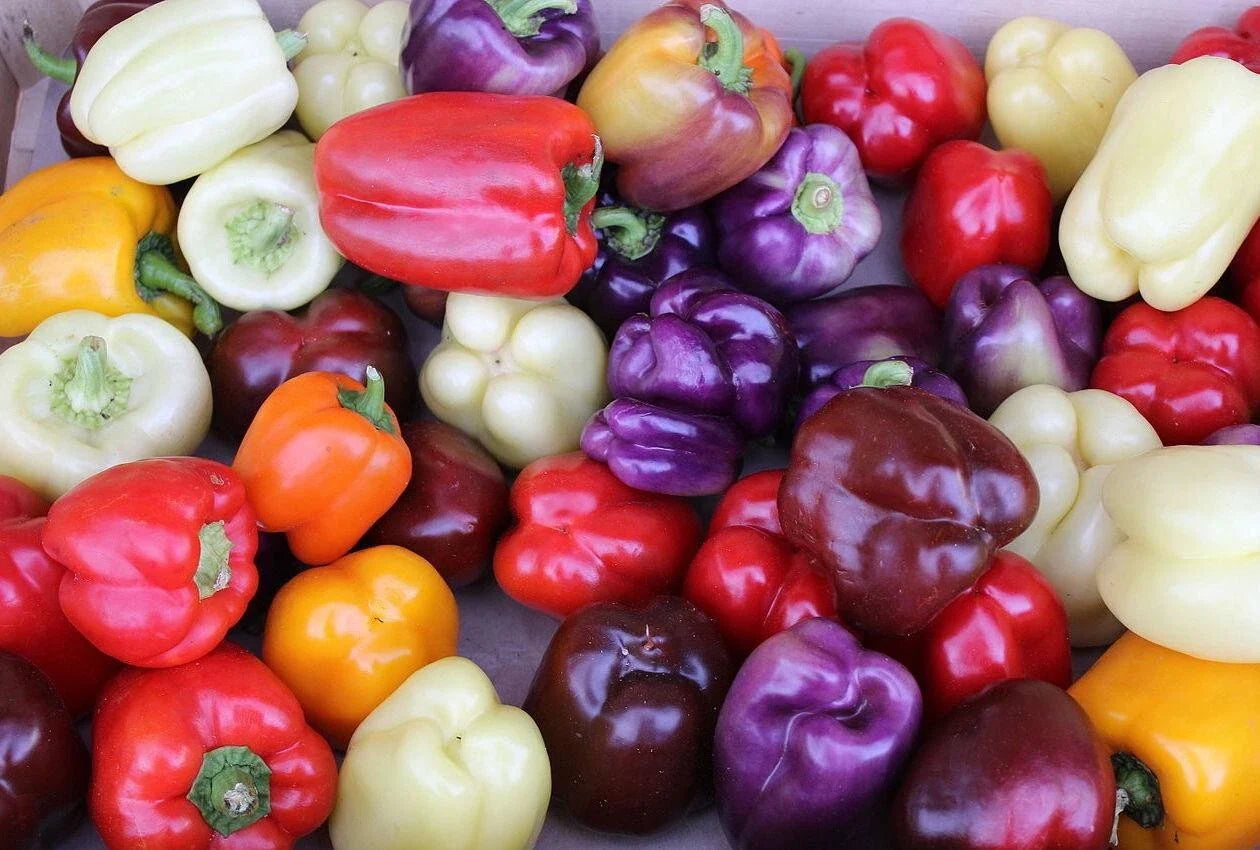 Rainbow Bell Pepper Seed Mix - 10+ Colorful Seeds - 7 Varieties - Fresh Organic Seeds - Capsicum annuum