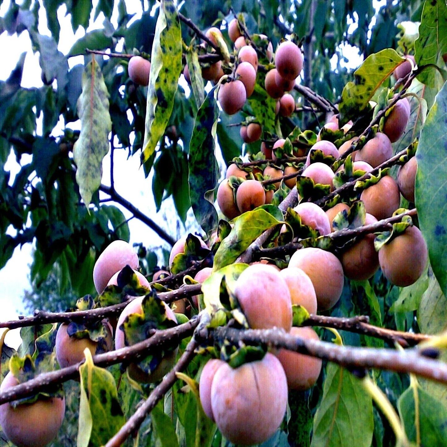 Date Plum Fruit Tree Seeds, Mediterranean Persimmon, Diospyros Lotus, Edible Fruit, Hardy Tree Seeds for Home Garden