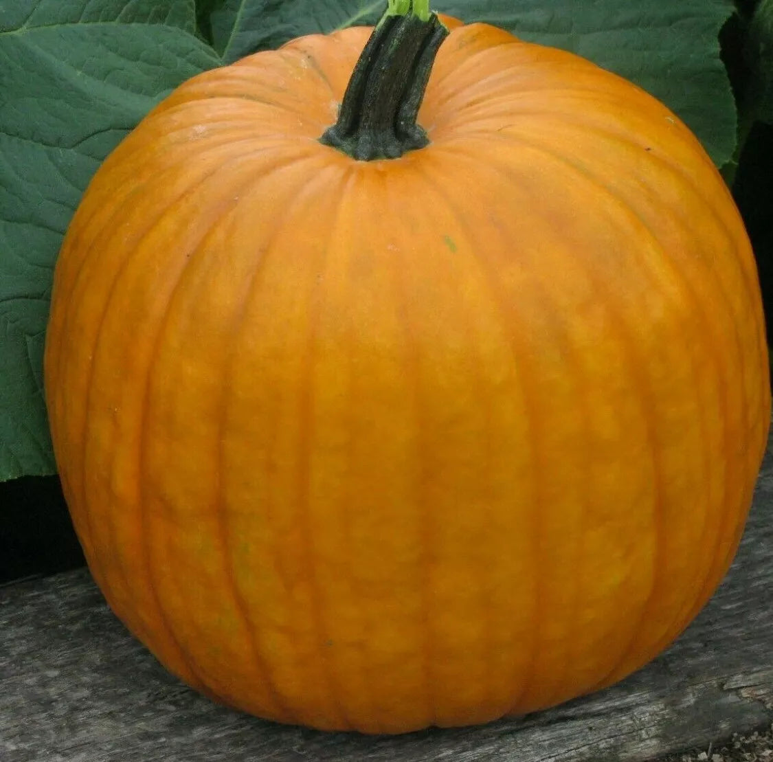 Connecticut Field Pumpkin Seeds 15+ Jack O' Lantern Variety Cucurbita pepo