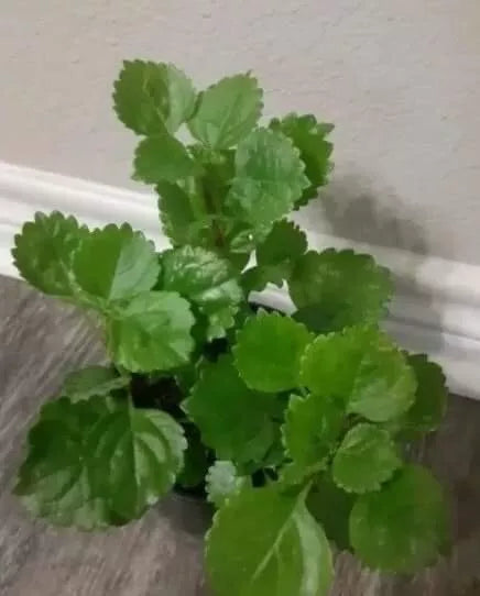 Swedish Ivy Plant with Roots - Plectranthus australis - Ready to Plant