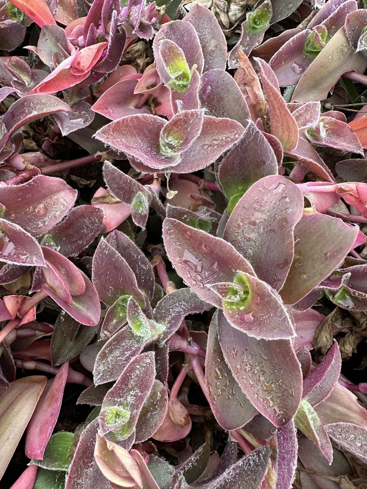 Tradescantia Cuttings - 5 Unrooted Pale Puma Fuzzy - Wandering Jew (Tradescantia zebrina)