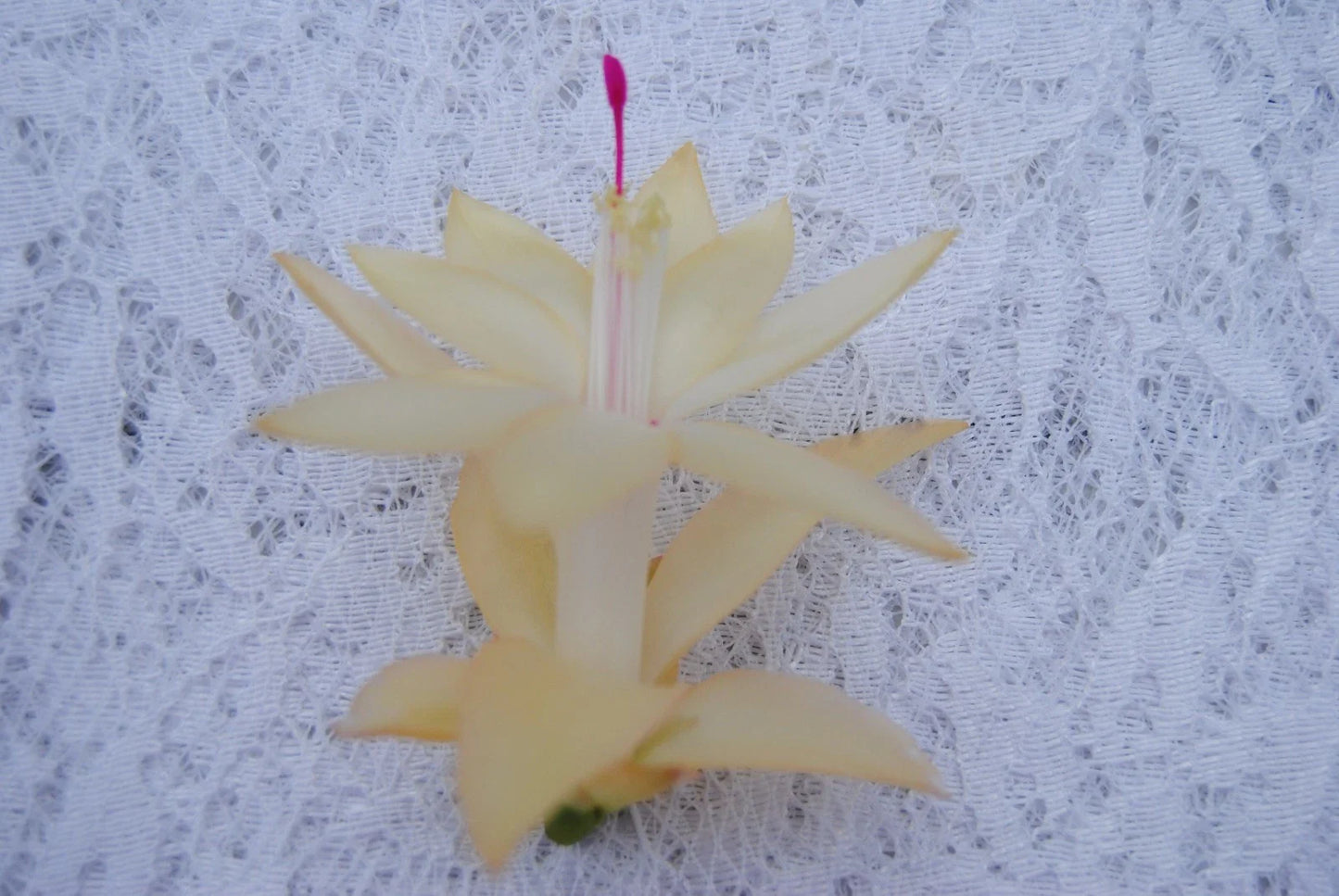 Christmas Cactus Starter Plant - Comet - Schlumbergera Truncata - Healthy Well-Rooted Succulent for Home Decor