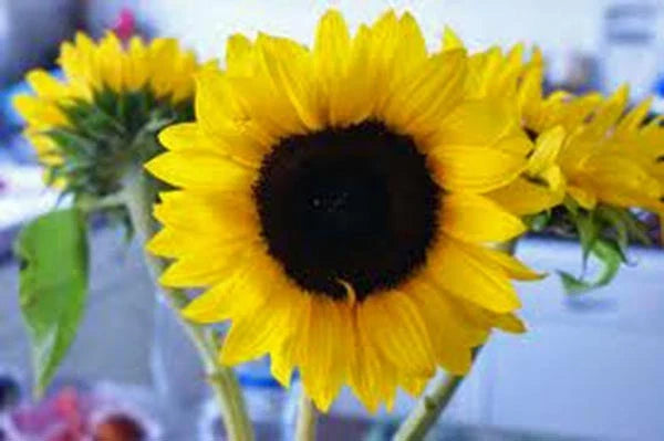 Mammoth Grey Stripe Sunflower Seeds - 25+ Newly Harvested Seeds (Helianthus annuus)