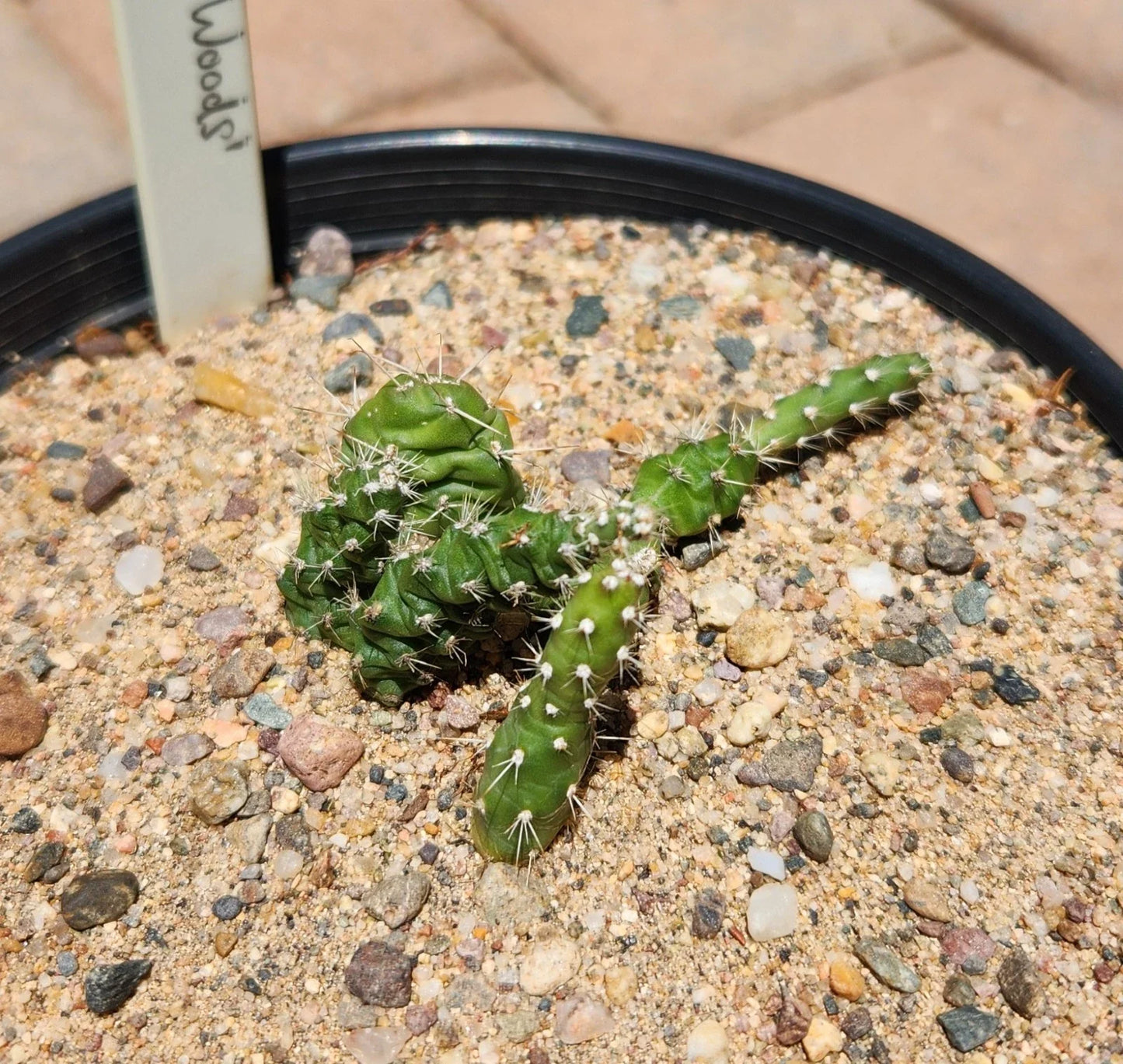 Rooted Cactus Plant - Opuntia Fragilis Brittle Prickly Pear - Lake of the Woods MN - Drought-Tolerant Succulent