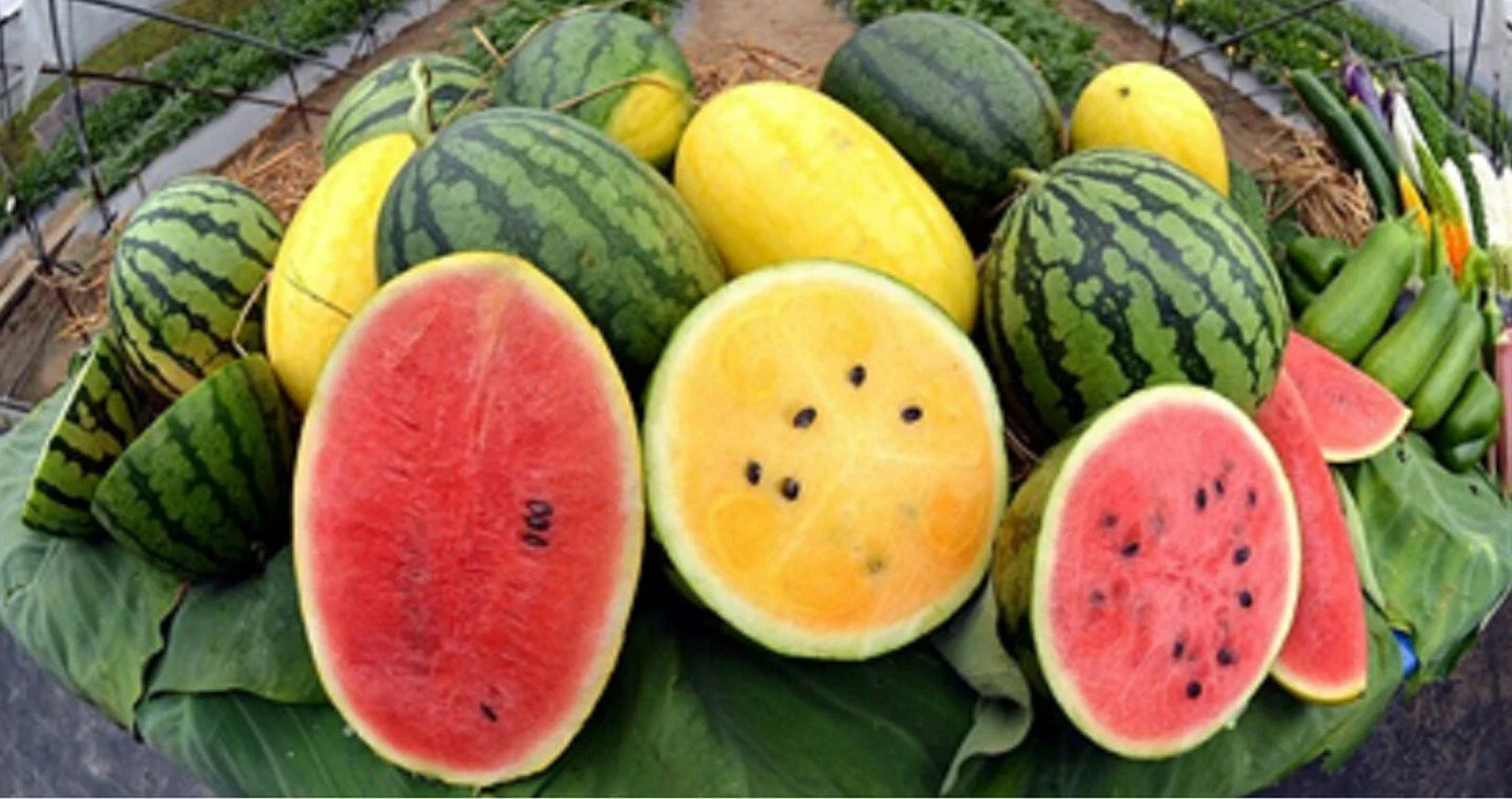 Crimson Watermelon Seeds - Red/Yellow Variety - Sweet & Tasty - Citrullus lanatus