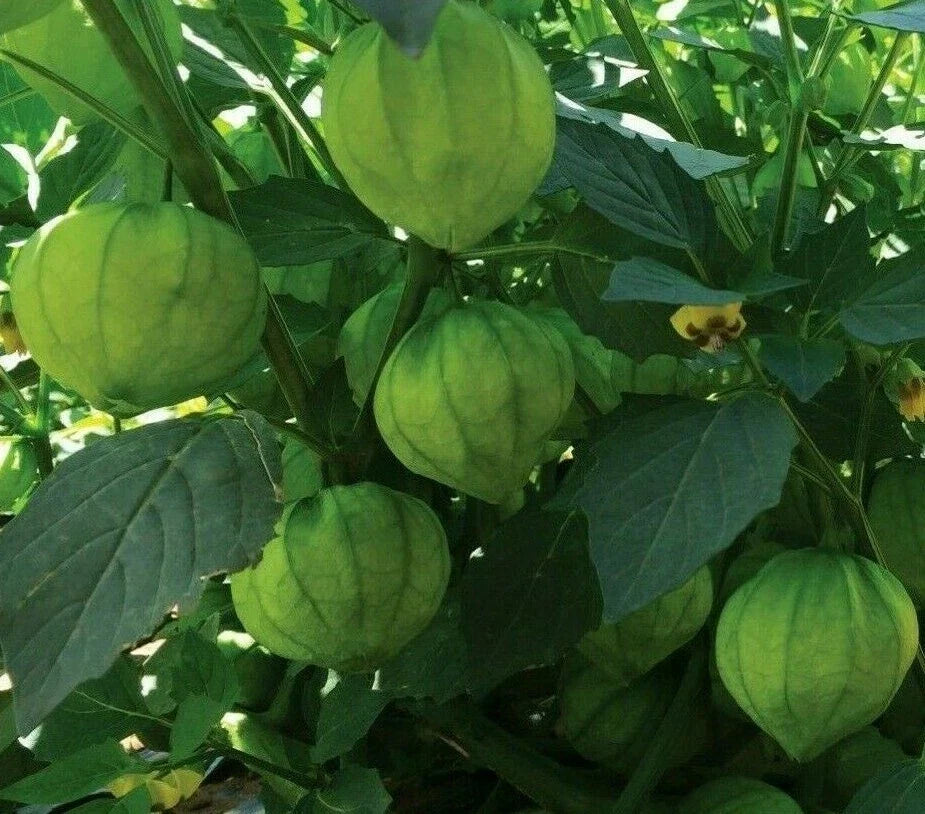 Tomatillo Seeds 100+ Pack Verde Garden Vegetables Salsa Spice (Physalis ixocarpa)