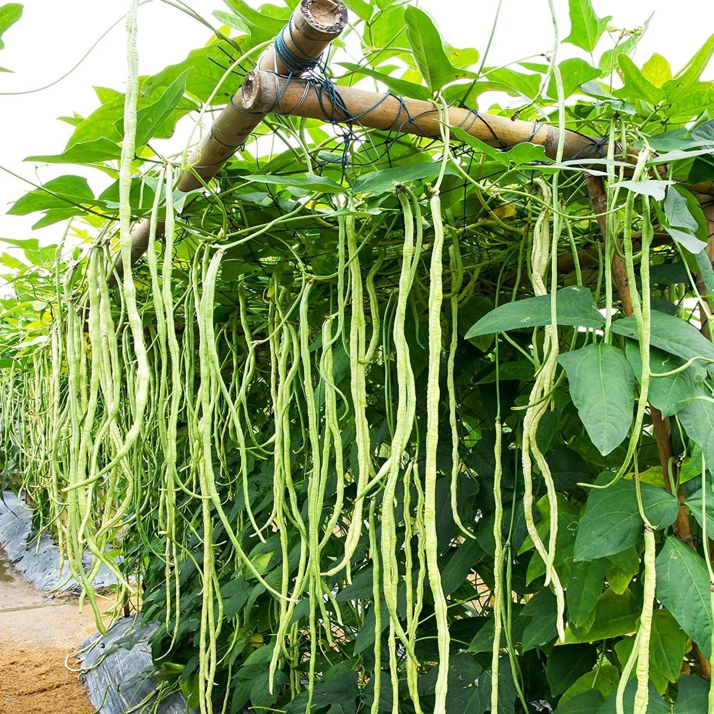 Cow Pea Seeds for Planting, 50 Seeds, Non-GMO, Made in USA, Vigna unguiculata