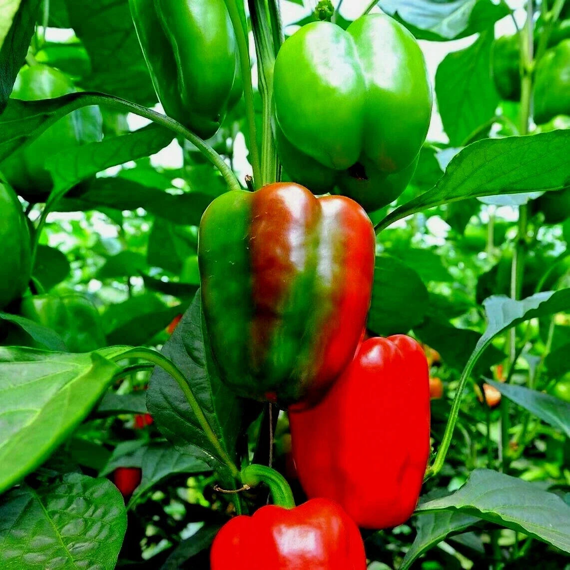 California Wonder Sweet Bell Pepper Seeds - Organic Vegetable Garden Seeds for Containers - 101+ Seeds