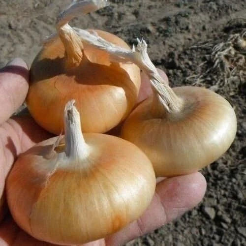 Cipollini Onion Seeds 400+ Heirloom Organic Yellow Sweet Non-GMO Allium cepa