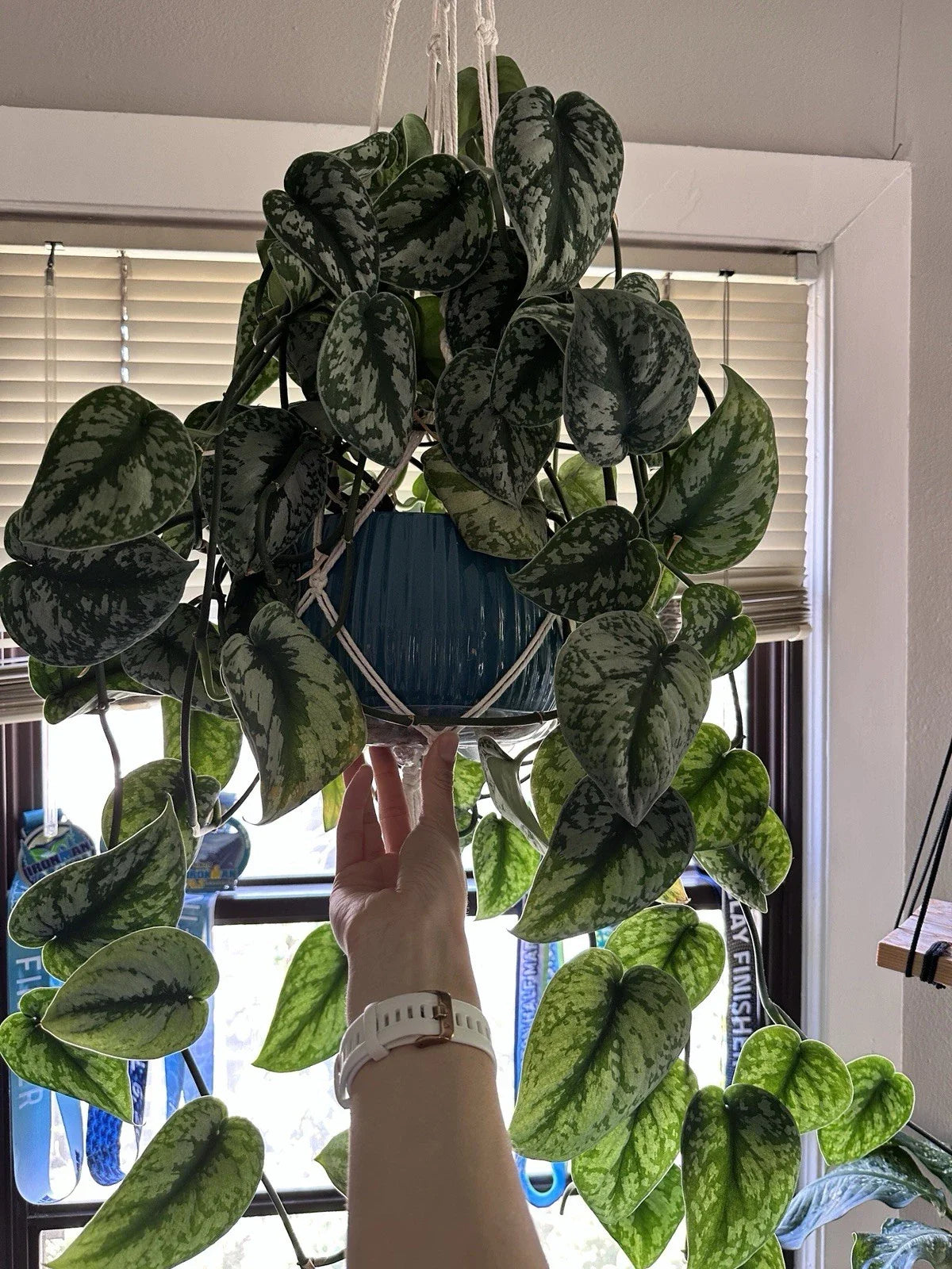 Scindapsus Pictus Exotica Silver Rooted Cuttings - Indoor Plant for Home Decor, Easy Care Houseplant