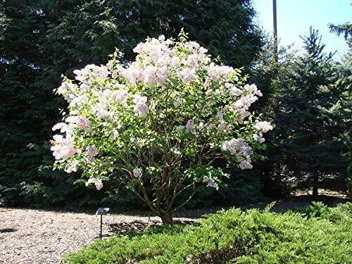 Early White Lilac Seeds | 50+ Seeds | Prized for Bonsai | Syringa vulgaris