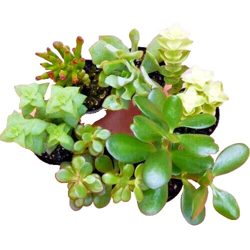 Succulent Cuttings 10-Pack Crassula Mix Unrooted Jade Money Variegated - Crassula spp.