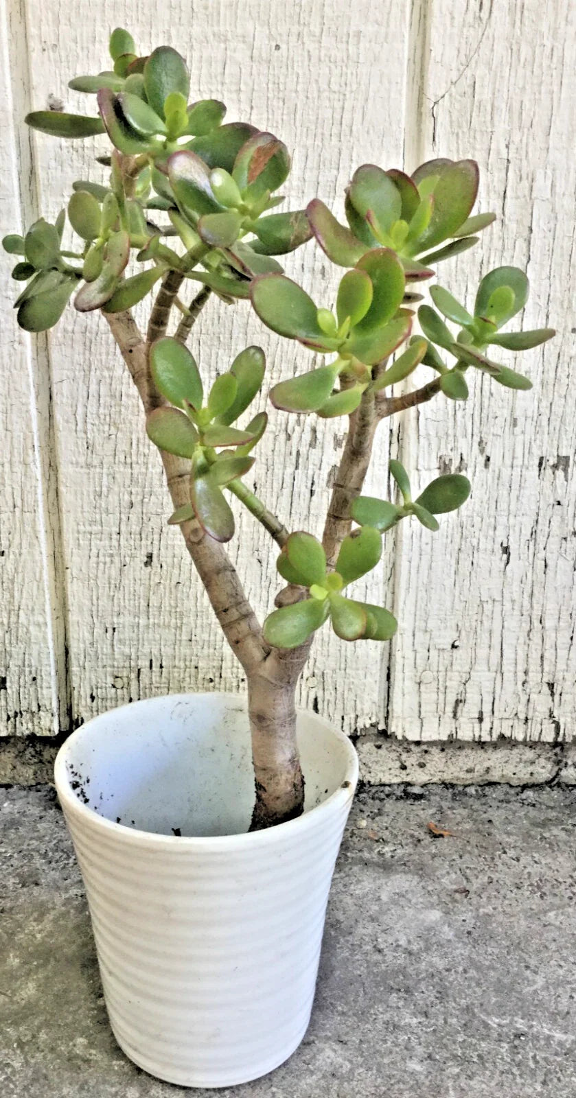 Big Jade Plant 12-16” Tall, Live Succulent Crassula ovata, Real Tree Rooted