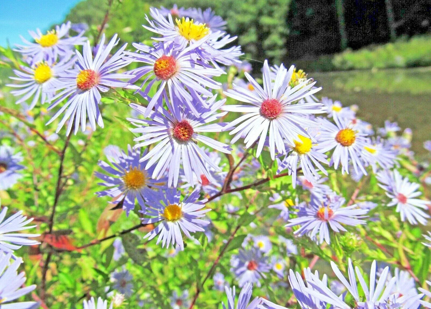 Swamp Aster Seeds - 100+ Perennial Native Wildflower for Summer & Fall Garden - Ideal for Poor Soils - Aster puniceus
