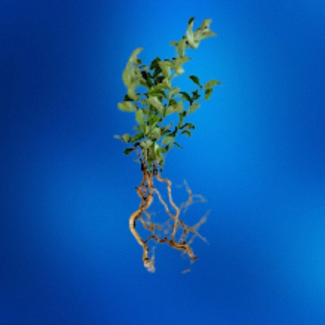 Crepe Myrtle Seedlings | Bare Root | Fast-Growing Flowers | Lagerstroemia Indica | 6-12 Inches Tall