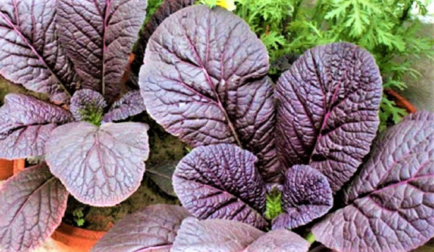 Red Giant Mustard Seeds 300+ Non-GMO Heirloom Seeds Brassica juncea - Free Shipping on 4+ Items