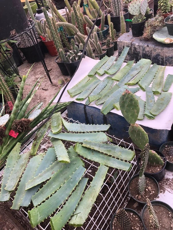Fresh Aloe Arborescens Leaves 14oz - Succulent Plant Cuttings from 10-Year-Old Aloe Plant