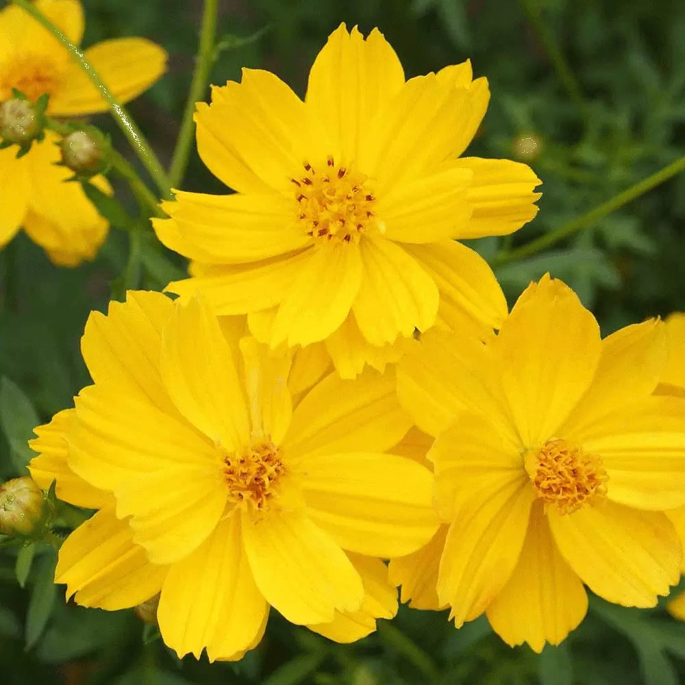 Cosmos Dwarf Lemon Sulphur Seeds 100 Ct - Yellow Flower Annual for Garden (Cosmos bipinnatus) - USA Free Shipping