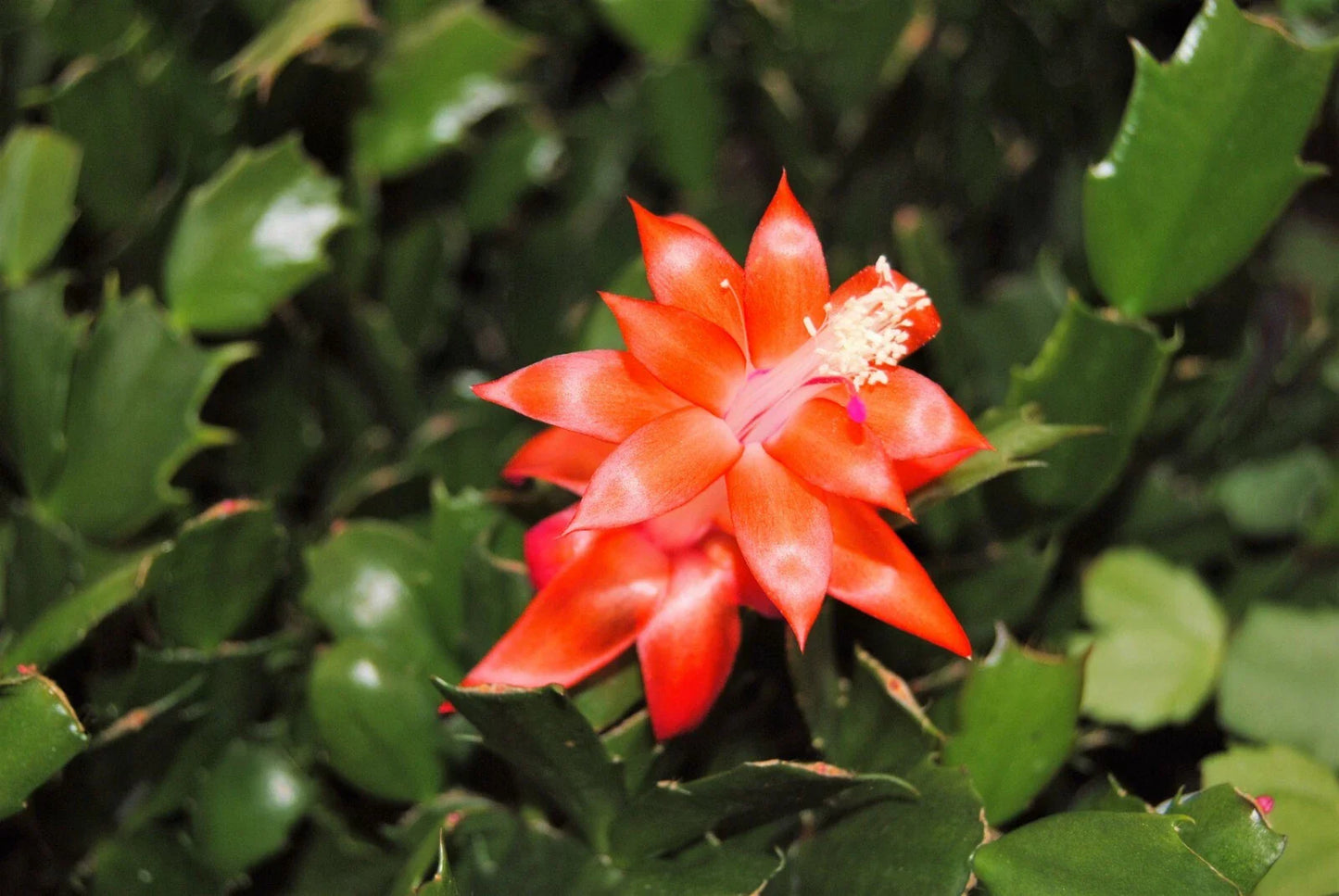 Christmas Cactus Starter Plant - Indian Summer - Schlumbergera Truncata - Well Rooted - Perfect for Indoor Decor