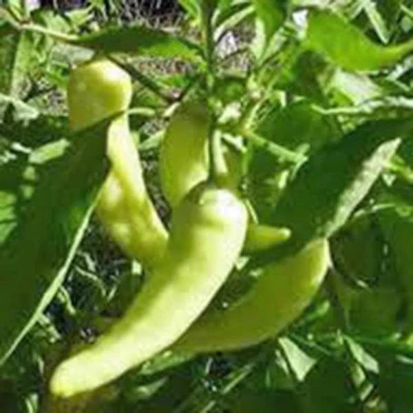 Sweet Banana Pepper Seeds, Heirloom, Non-GMO, 20+ Seeds, Capsicum annuum