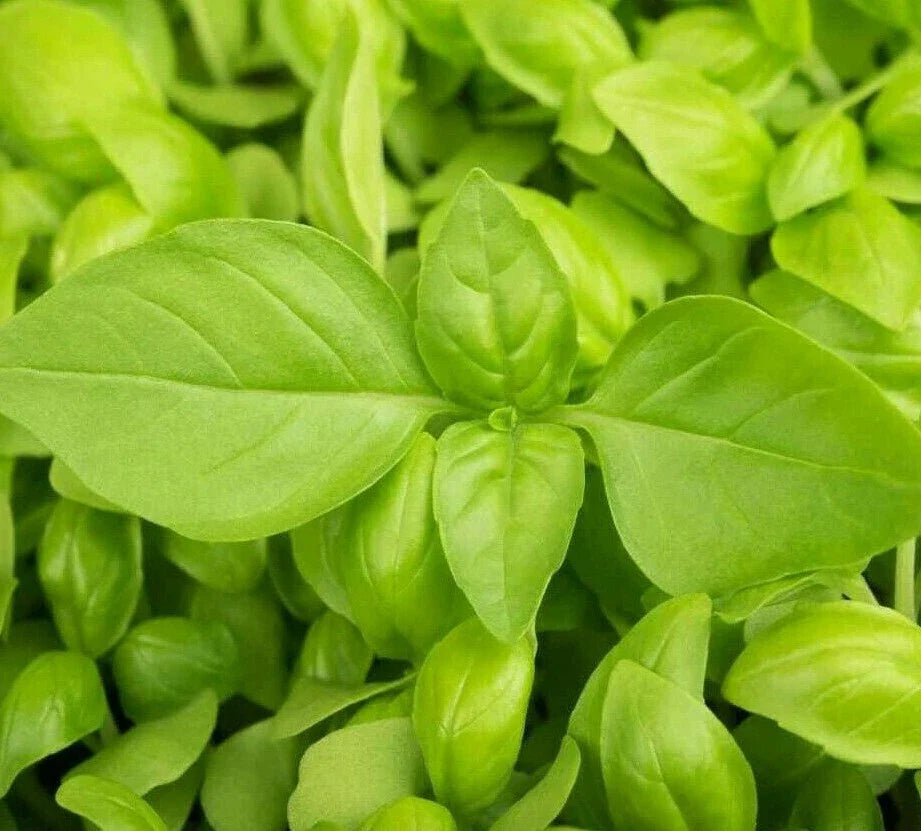 LEMON BASIL SEEDS 300+ Count | Culinary Herb | Ocimum basilicum var. citriodorum | Perfect for Cooking and Garden