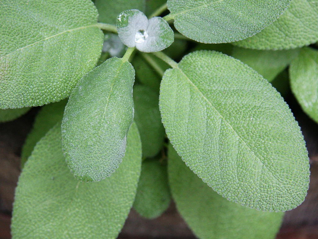Broadleaf Sage Seeds - 150 Non-GMO Seeds - Salvia officinalis - USA Seller, Free Shipping
