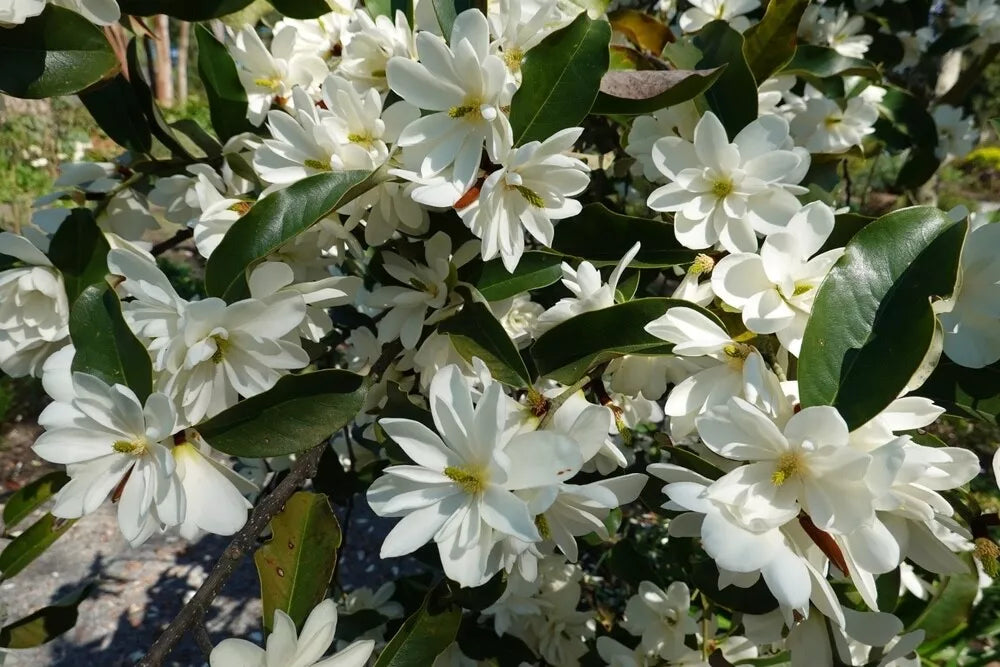 Sweetbay Magnolia Seedlings - Live Trees - 12-18 inches - Magnolia Virginiana